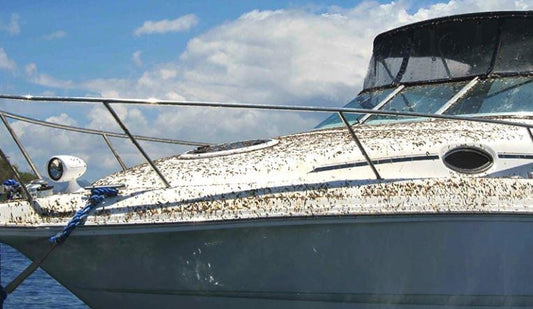 Spider and Bird Control & Cleaning